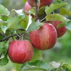 Jabloň domáca (Malus domestica) ´JONAGOLD´ - zimná, výška 120-150 cm, voľnokorenná
